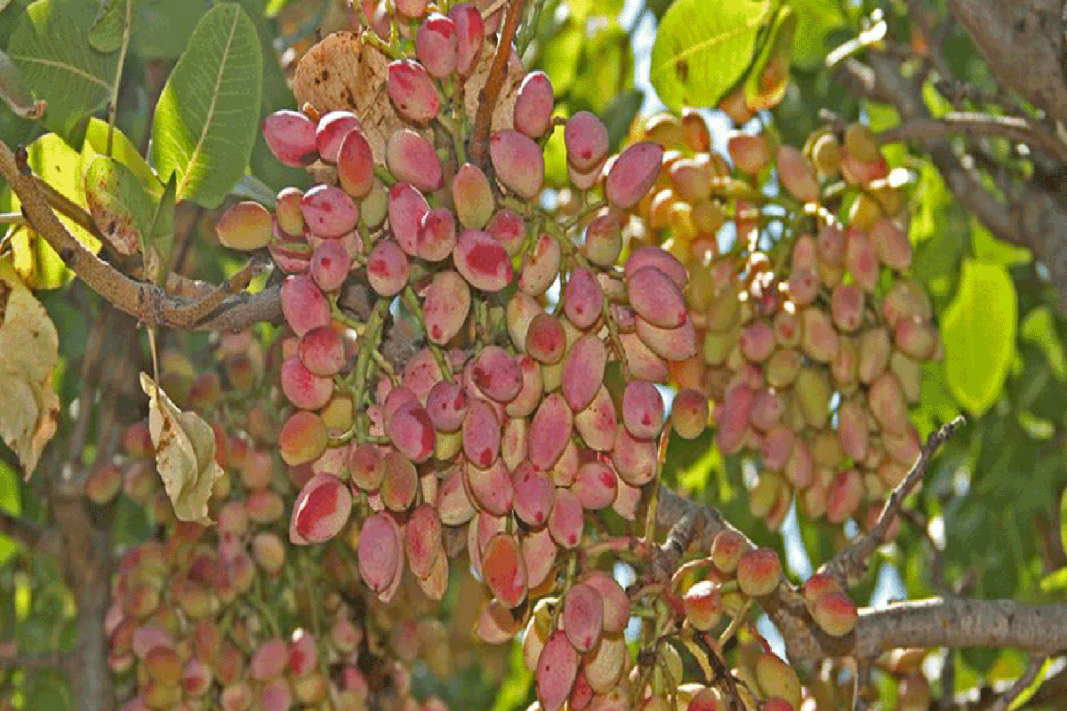 آبیاری زیرسطحی پسته
