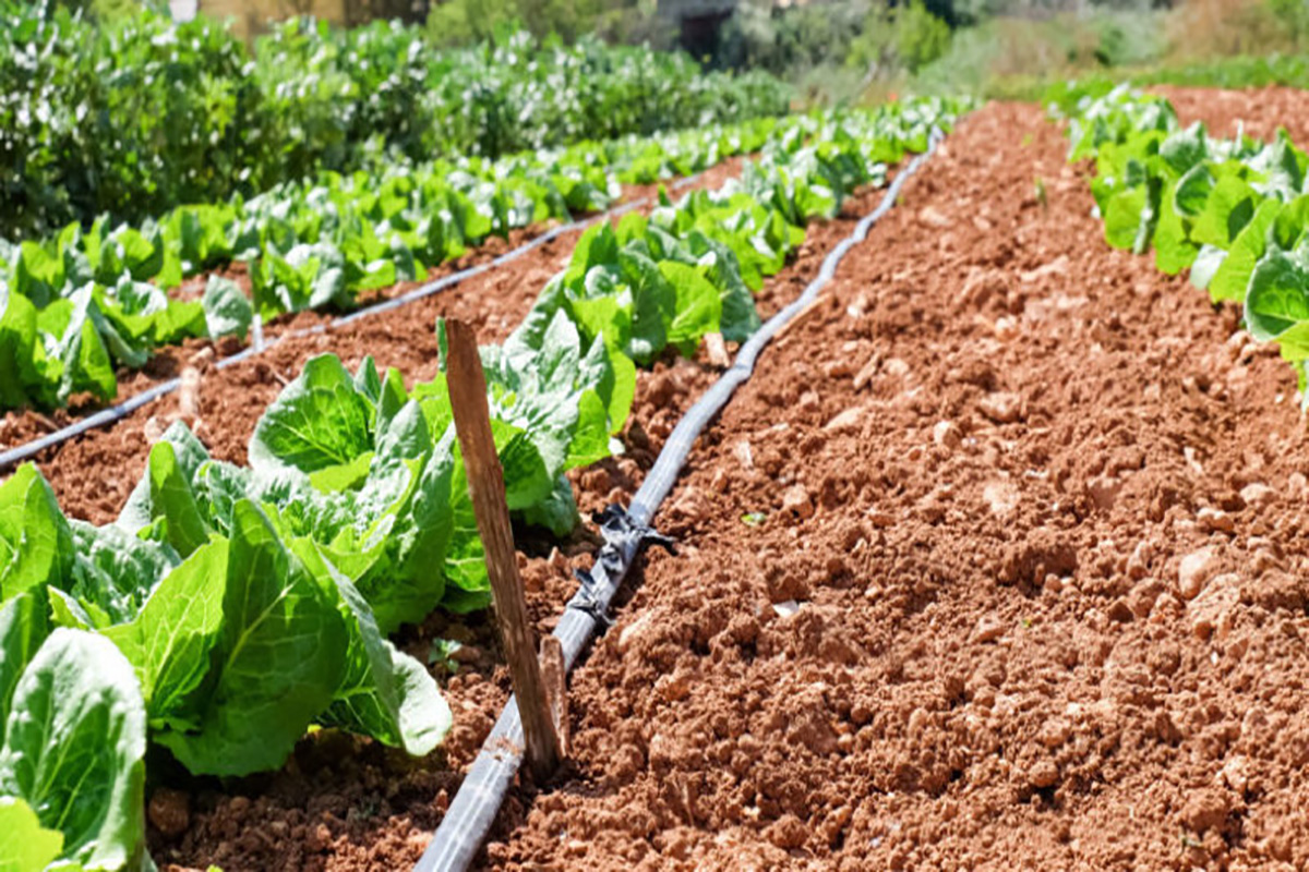 سیستم آبیاری مناسب برای سبزیجات