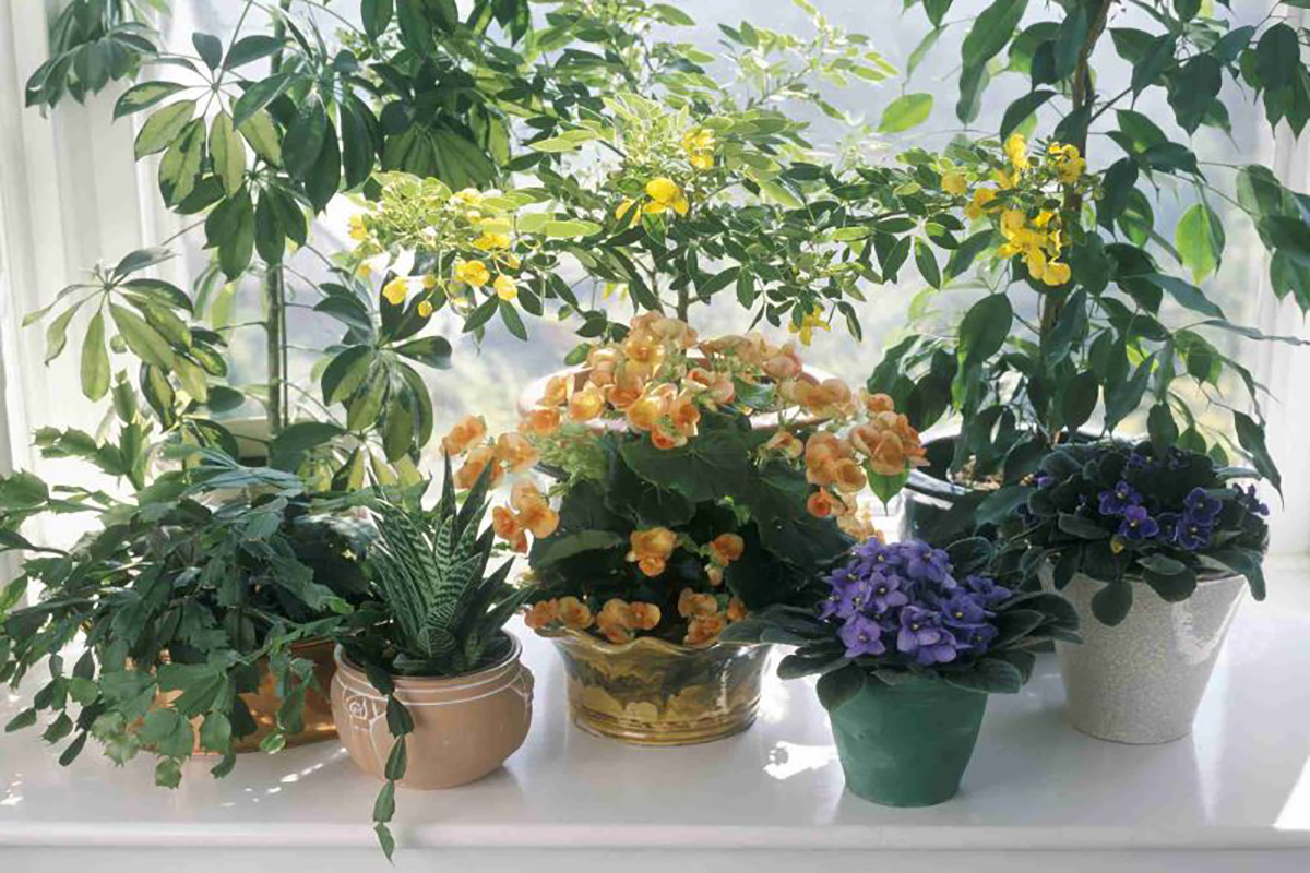 نکات کاربردی آبیاری و حفاظت از گیاهان باغ در زمان مسافرت
