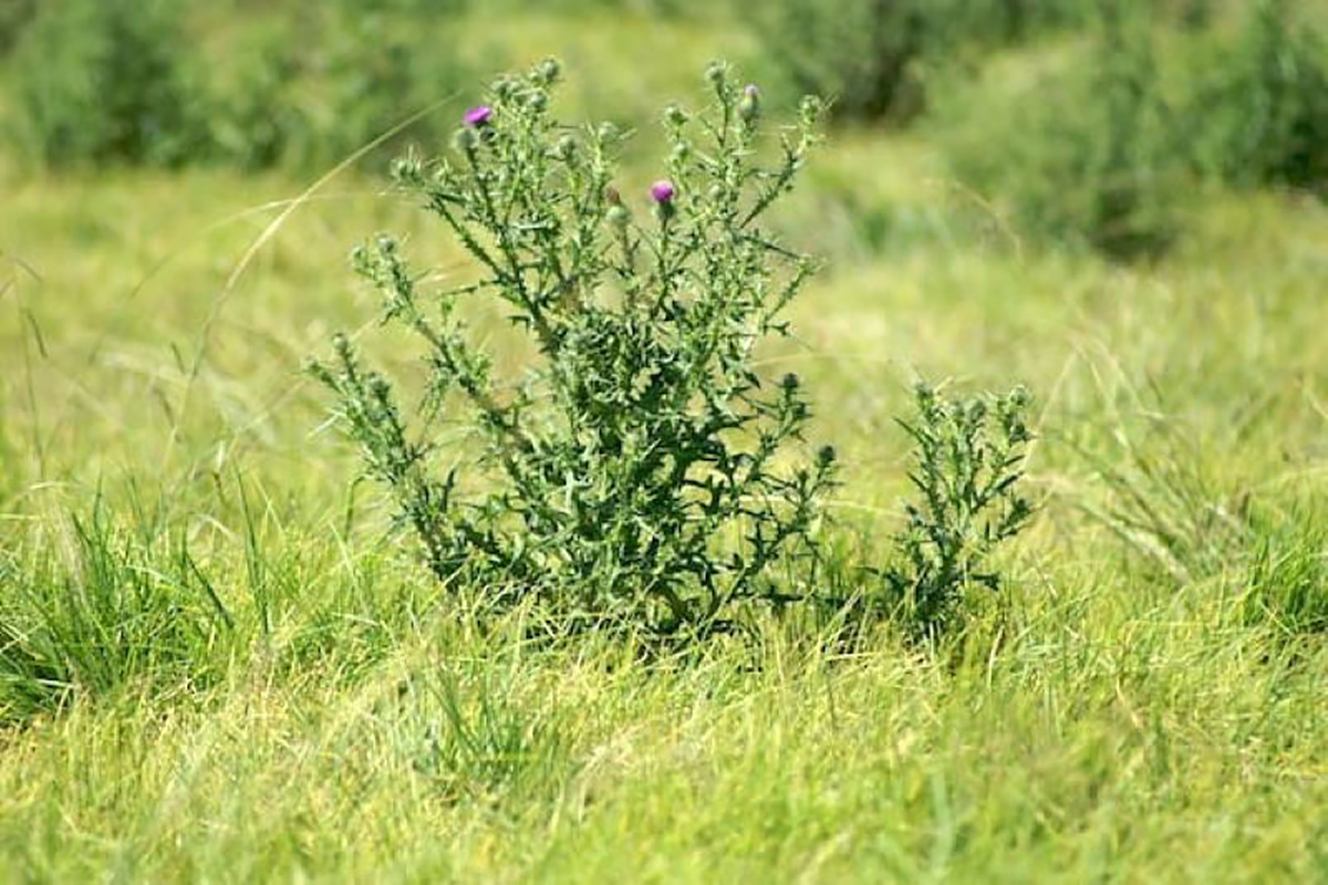 روش های کاربردی آبیاری درختان باغ
