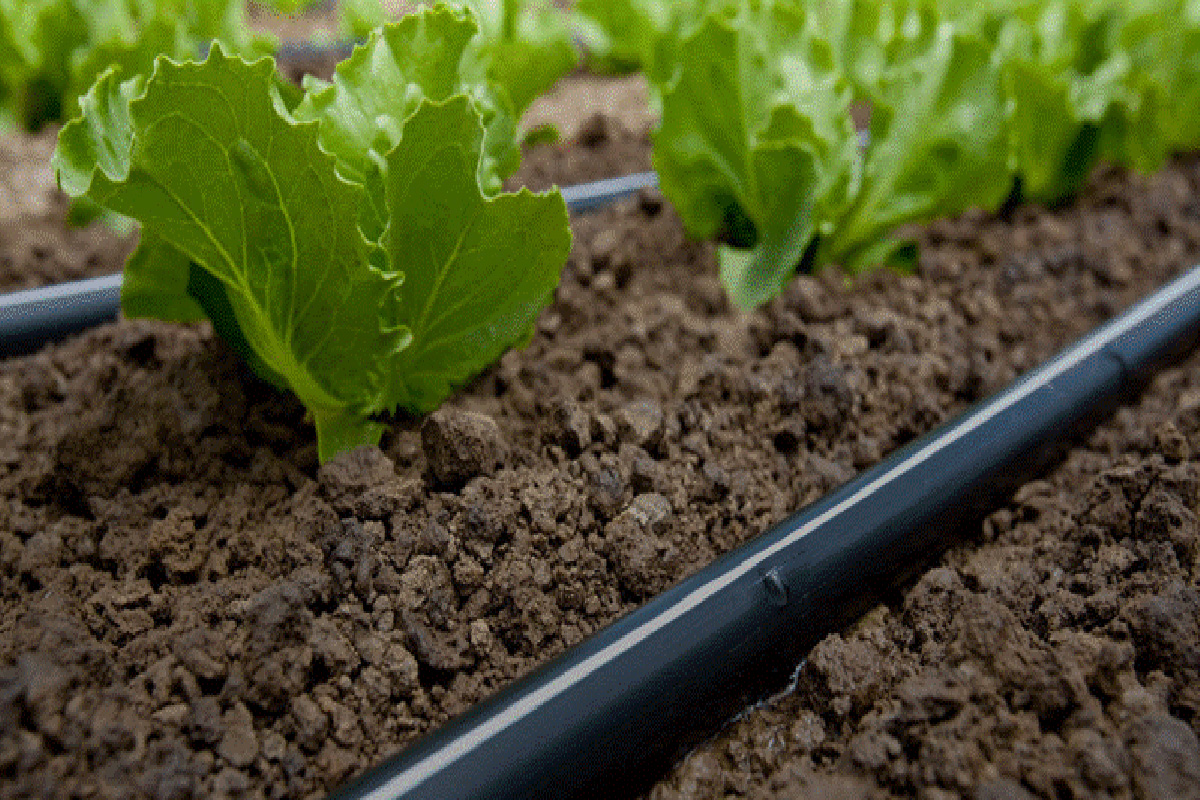 راهنمای خرید قطره چکان آبیاری قطره ای