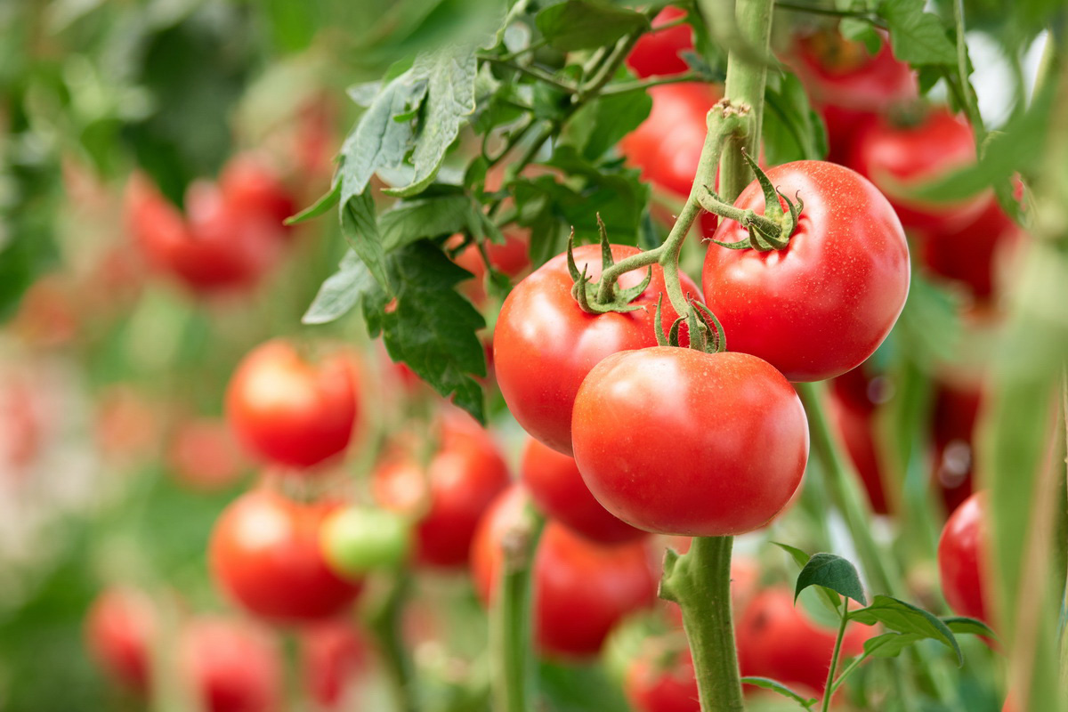 روش های آبیاری گوجه