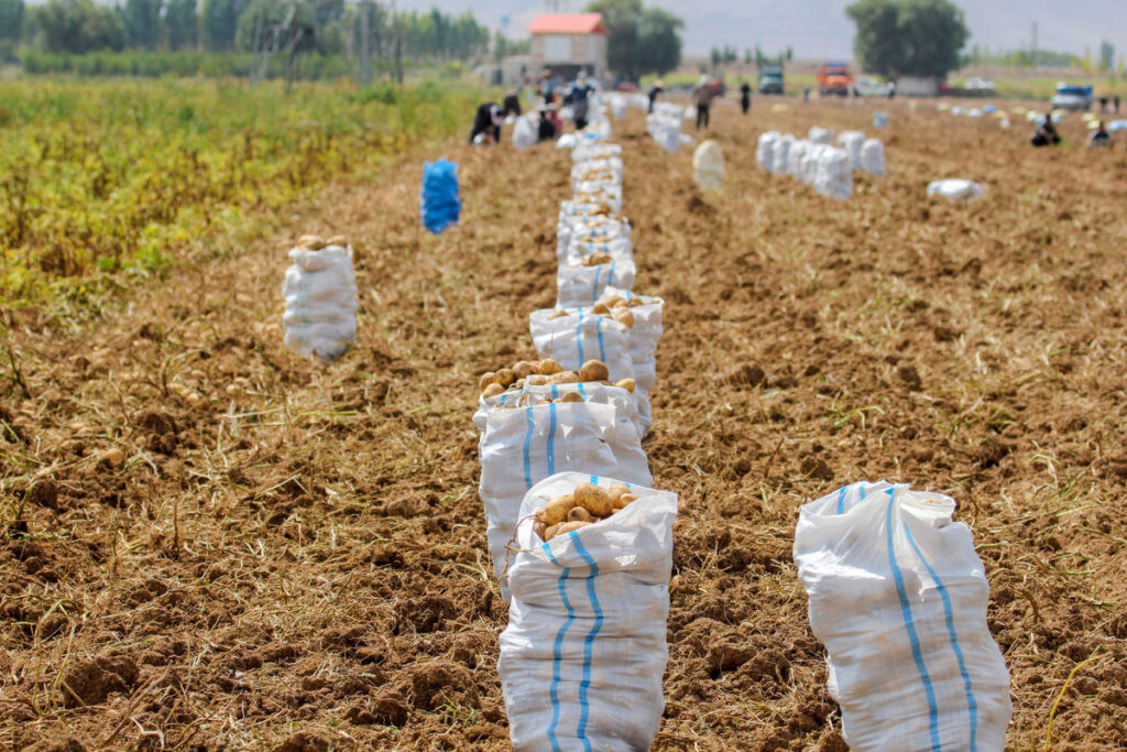 آبیاری سیب زمینی